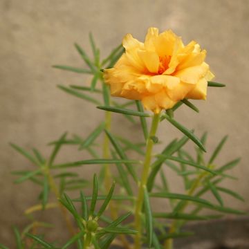 Helianthemum Orange Double - Hélianthème 