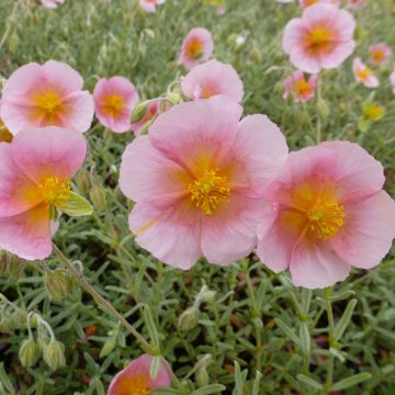 Helianthemum Rhodanthe Carneum - Rock Rose