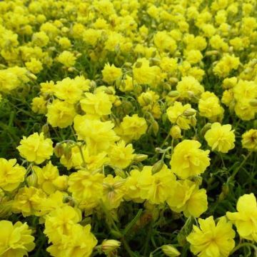 Helianthemum Sulphureum Plenum - Rock Rose