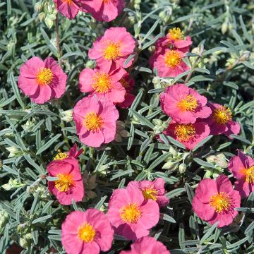 Helianthemum Supreme - Rock Rose