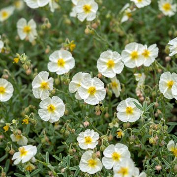 Helianthemum The Bride - Rock Rose