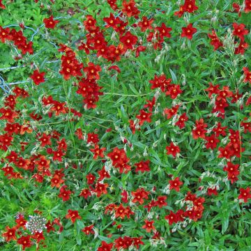 Helianthemum Tomato Red - Rock Rose