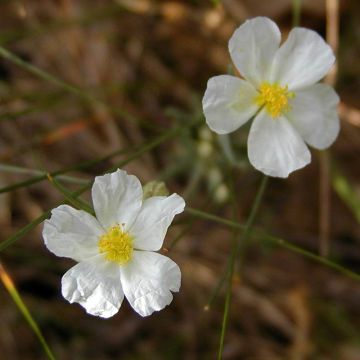 Helianthemum apenninum - Rock Rose