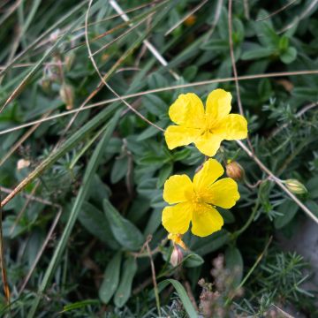 Helianthemum nummularium - Hélianthème commun