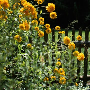 Helianthus multiflorus x decapetalus 'Sunshine Daydream'