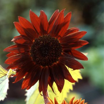 Sunflower 'Claret' F1 Seeds - Helianthus annuus