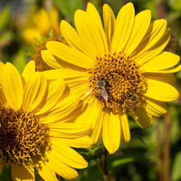 Helianthus decapetalus Capenoch Star