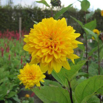 Helianthus decapetalus Flore Plenus