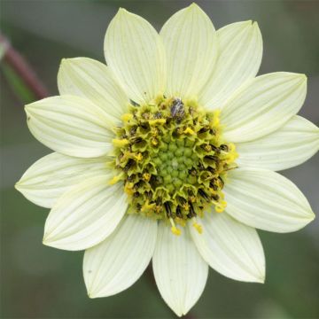 Helianthus giganteus Sheilas Sunshine