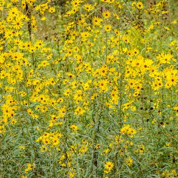 Helianthus salicifolius