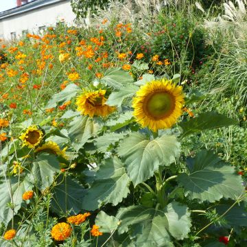 Tournesol nain Sunspot - Helianthus annuus Tournesol nain Sunspot - Helianthus annuus