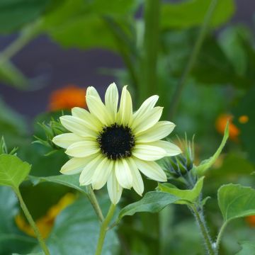 Cucumberleaf sunflower Soluna Cream Seeds - Helianthus debilis