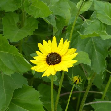 Helianthus debilis subsp. cucumerifolius - Cucumberleaf Sunflower Stella Seeds