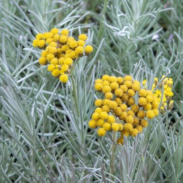 Helichrysum angustifolium