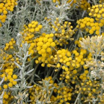 Helichrysum italicum subsp. microphyllum