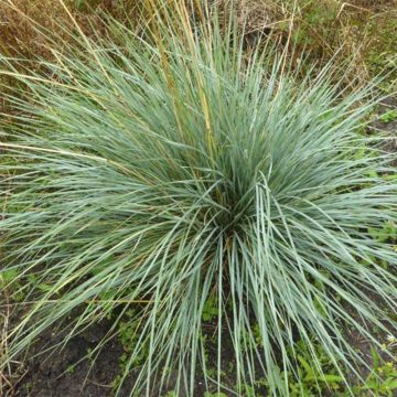 Helictotrichon sempervirens Pendula - Blue oat grass