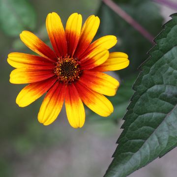 Heliopsis helianthoides Burning Hearts - Héliopsis faux hélianthe 