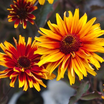 Heliopsis helianthoides var. scabra 'Funky Spinner'® 