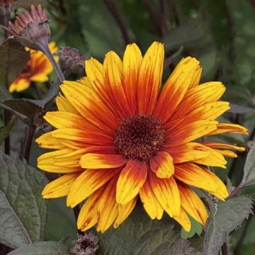 Heliopsis helianthoides Sparkling Contrast