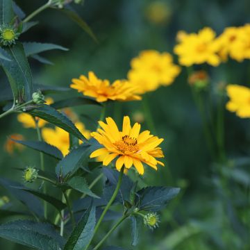 Heliopsis helianthoides Tuscan Sun® - Héliopsis faux-hélianthe.