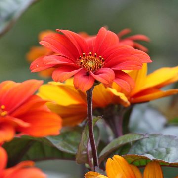 Heliopsis helianthoïdes var. scabra Fire Twister