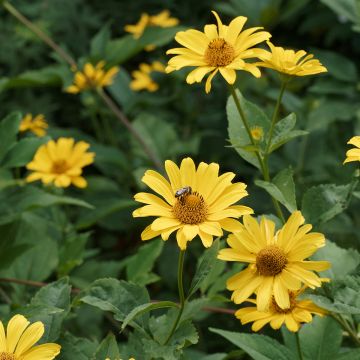 Heliopsis helianthoides var. scabra