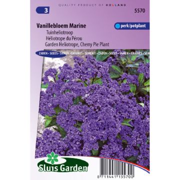 Heliotrope Marine Seeds - Cherry Pie Plant