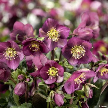 Helleborus x nigercors Ice Breaker Ruby - Hellebore