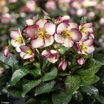 Helleborus Ice N' Roses Marbled Macy Marble - Hellebore