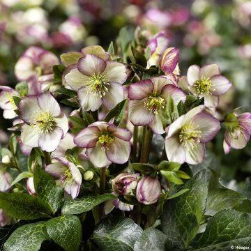 Helleborus Ice N' Roses Marbled Maddy Marble - Hellebore