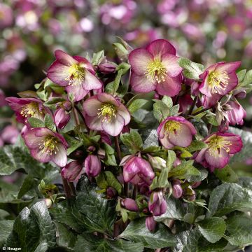 Helleborus Ice N' Roses Marbled Mary Marble - Hellebore