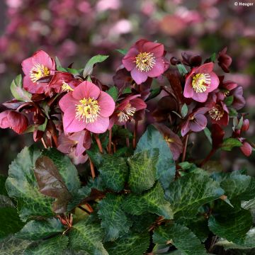 Helleborus Ice N' Roses Marbled Megan Marble - Hellebore