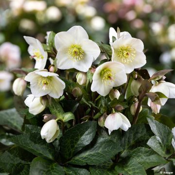 Helleborus Ice N' Roses Marbled Mia Marble - Hellebore