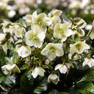 Helleborus Ice N' Roses Marbled Milla Marble - Hellebore