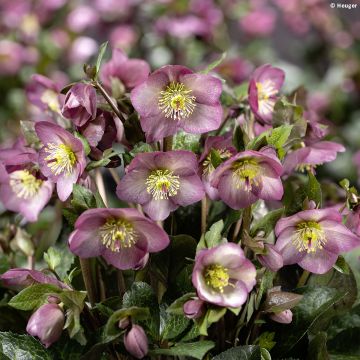 Helleborus Ice N' Roses Marbled Mindy Marble - Hellebore