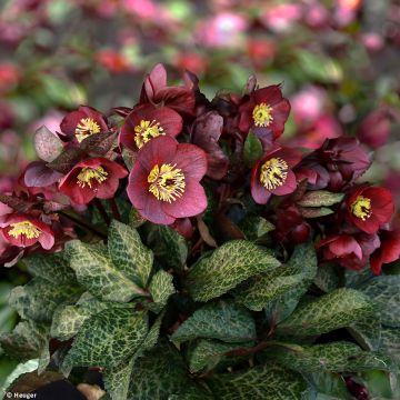 Helleborus Ice N' Roses Marbled Mona Marble - Hellebore