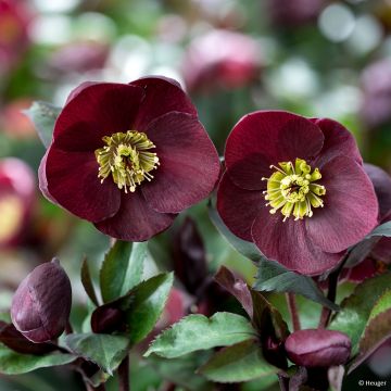 Helleborus iburgensis Barolo