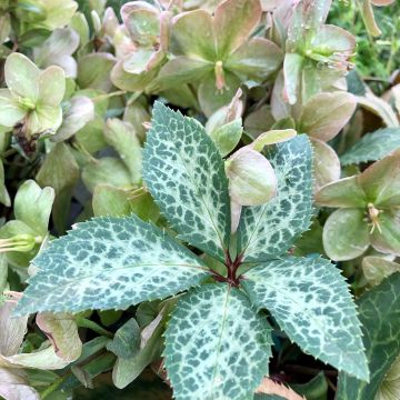 Helleborus ericsmithii Magic Leaves