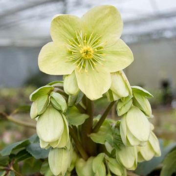 Hellebore nigercors Snow Love