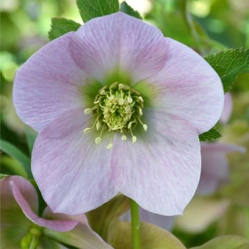 Helleborus hybridus ViV Alessandra