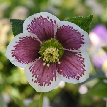 Helleborus hybridus ViV Antonella