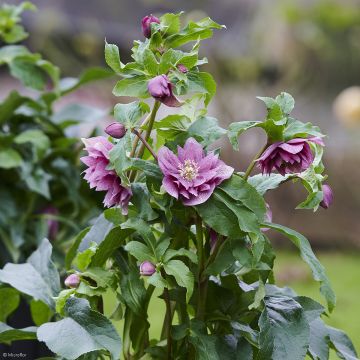 Helleborus hybridus ViV Ariana