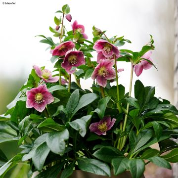 Hellébore ViV Batista - Helleborus orientalis