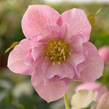 Helleborus hybridus ViV Benedetta