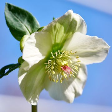 Hellébore ViV Bianca - Helleborus glandorfii