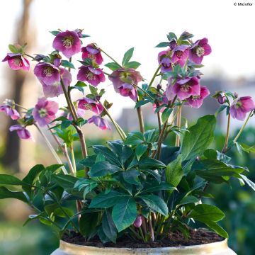 Helleborus hybridus ViV Carlotta