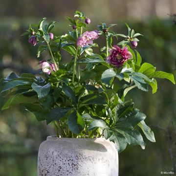 Helleborus hybridus ViV Catharina