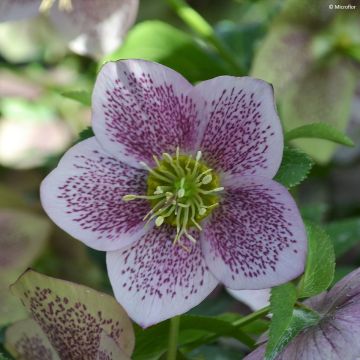 Helleborus hybridus ViV Celestina