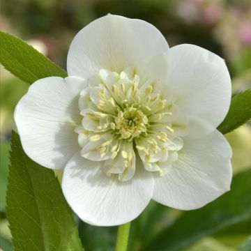 Helleborus hybridus ViV Cinzia