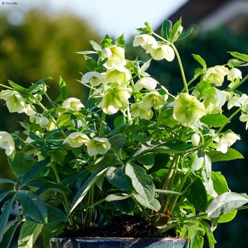 Helleborus hybridus ViV Clarissa